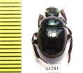 Scarabaeinae sp.  French Guiana - INSECTS-STORE.RU