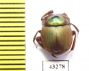 Scarabaeinae sp.  French Guiana - INSECTS-STORE.RU
