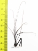 Opiliones sp.  South Africa Rep. - INSECTS-STORE.RU