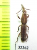 Brentidae sp.  South Africa Rep. - INSECTS-STORE.RU