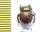 Scarabaeinae sp.  French Guiana - INSECTS-STORE.RU