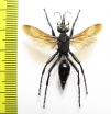 Prionyx sp.  Kazakhstan - INSECTS-STORE.RU