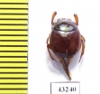 Scarabaeinae sp.  French Guiana - INSECTS-STORE.RU