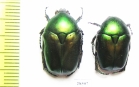 Protaetia ungarica ? armeniaca  Iran, Mazandaran prov. - INSECTS-STORE.RU