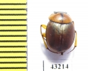Scarabaeinae sp.  French Guiana - INSECTS-STORE.RU