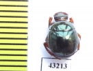 Scarabaeinae sp.  French Guiana - INSECTS-STORE.RU