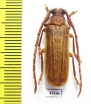 Delocheilus obscurus  South Africa Rep. - INSECTS-STORE.RU