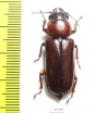 Parandrinae sp.  Colombia - INSECTS-STORE.RU