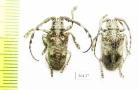 Cerambycidae sp.  South Africa Rep. - INSECTS-STORE.RU