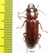 Parandrinae sp.  Ecuador - INSECTS-STORE.RU