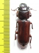 Parandrinae sp.  Ecuador - INSECTS-STORE.RU
