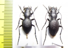 Omus cazieri, pair  USA - INSECTS-STORE.RU