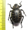 Brachycerus sp.  Zambia - INSECTS-STORE.RU