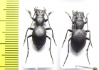 Omus californicus californicus, pair  USA - INSECTS-STORE.RU