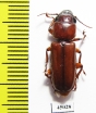 Parandrinae sp.  Ecuador - INSECTS-STORE.RU