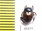 Scarabaeinae sp.  French Guiana - INSECTS-STORE.RU