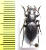 Omus audouini  USA - INSECTS-STORE.RU