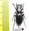 Omus audouini  USA - INSECTS-STORE.RU
