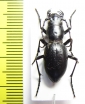 Amblycheila baroni  USA - INSECTS-STORE.RU