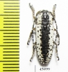 Milothris irrorata  Indonesia, Java - INSECTS-STORE.RU