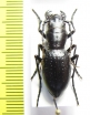 Amblycheila baroni  USA - INSECTS-STORE.RU