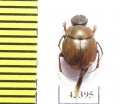 Scarabaeinae sp.  French Guiana - INSECTS-STORE.RU
