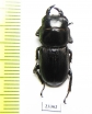 Dorcus sp.  China, Yunnan prov.  - INSECTS-STORE.RU