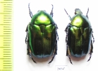 Protaetia affinis  Russia, Krasnodar reg. - INSECTS-STORE.RU
