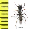 Formicidae sp.  Indodesia, Java - INSECTS-STORE.RU