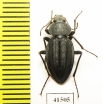 Tenebrionidae sp.  South Africa Rep. - INSECTS-STORE.RU