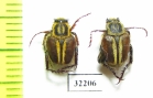 Hopliini sp.  South Africa Rep. - INSECTS-STORE.RU