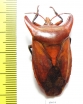 Eurypleura bicornis  Thailand - INSECTS-STORE.RU