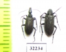 Meloidae sp.  South Africa Rep. - INSECTS-STORE.RU