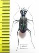 Thopeutica hirofumii  Indonesia, Sulawesi - INSECTS-STORE.RU