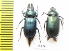 Platycerus caprea, pair  Russia, Tver reg. - INSECTS-STORE.RU