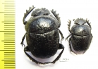 Scarabaeus cicatricosus  Spain - INSECTS-STORE.RU