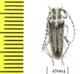Oxylia argentata  Armenia - INSECTS-STORE.RU