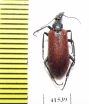 Meloidae sp.  South Africa Rep. - INSECTS-STORE.RU