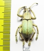 Eupholus bruyni  Indonesia, Papua - INSECTS-STORE.RU