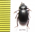 Tenebrionidae sp.  South Africa Rep. - INSECTS-STORE.RU