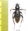 Tenebrionidae sp.  South Africa Rep. - INSECTS-STORE.RU