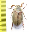 Melolontha llinaresi  Spain - INSECTS-STORE.RU