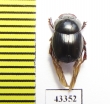 Scarabaeinae sp.  French Guiana - INSECTS-STORE.RU