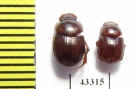 Scarabaeinae sp.  French Guiana - INSECTS-STORE.RU