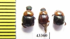 Scarabaeinae sp.  French Guiana - INSECTS-STORE.RU