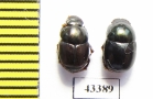 Scarabaeinae sp.  French Guiana - INSECTS-STORE.RU