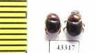 Scarabaeinae sp.  French Guiana - INSECTS-STORE.RU