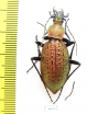 Carabus (Coptolabrus) smaragdinus hoenggandoensis  Korea - INSECTS-STORE.RU