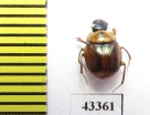 Scarabaeinae sp.  French Guiana - INSECTS-STORE.RU