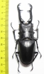 Prosopocoilus giraffa giraffa  Malaysia 96mm - INSECTS-STORE.RU